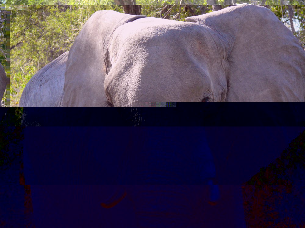 Elefant.jpg